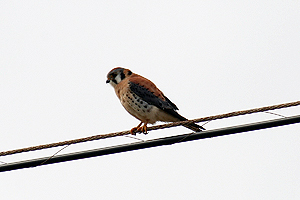 American Kelstrel